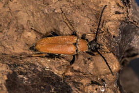 Stictoleptura rubra / Rothalsbock (syn. Corymbia rubra) / Bockkäfer - Cerambycidae - Schmalböcke - Lepturinae