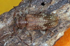 Exocentrus adspersus / Weißgefleckter Wimpernbock / Bockkäfer - Cerambycidae - Lamiinae