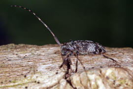 Leiopus nebulosus / Braungrauer Splintbock / Nebelfleckbock / Bockkäfer - Cerambycidae - Lamiinae