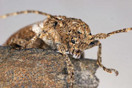 Niphona picticornis / Ohne deutschen Namen / Bockkäfer - Cerambycidae - Lamiinae