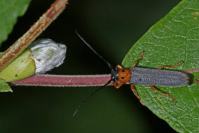 Oberea oculata / Weiden-Linienbock / Rothalsiger Weidenbock / Bockkäfer - Cerambycidae - Lamiinae