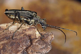Oxymirus cursor / Schulterbock / Bockkäfer - Cerambycidae - Schmalböcke - Lepturinae