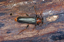 Phymatodes testaceus / Veränderlicher Scheibenbock / Variabler Schönbock / Bockkäfer - Cerambycidae - Cerambycinae