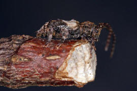 Pogonocherus hispidus / Dorniger Wimperbock / Bockkäfer - Cerambycidae - Lamiinae