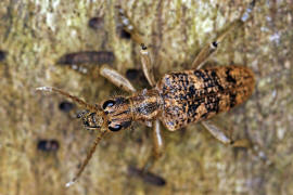 Rhagium sycophanta / Eichen-Zangenbock / Bockkäfer - Cerambycidae