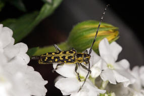 Saperda scalaris / Leiterbock / Bockkäfer - Cerambycidae - Lamiinae