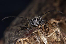 Stenostola dubia / Metallfarbener Lindenbock / Bockkäfer - Cerambycidae - Lamiinae