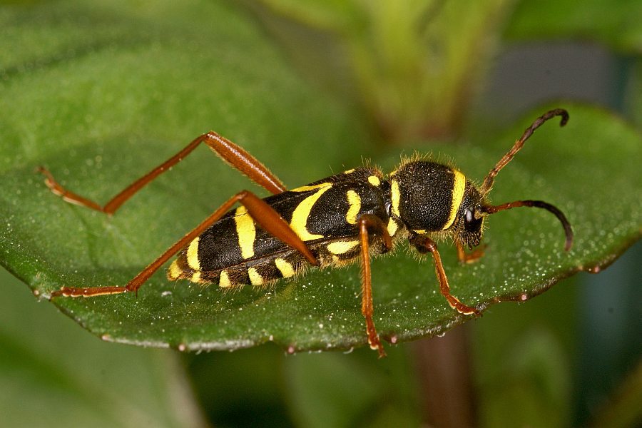 Clytus arietis / Gemeiner Widderbock / Bockkäfer - Cerambycidae - Cerambycinae