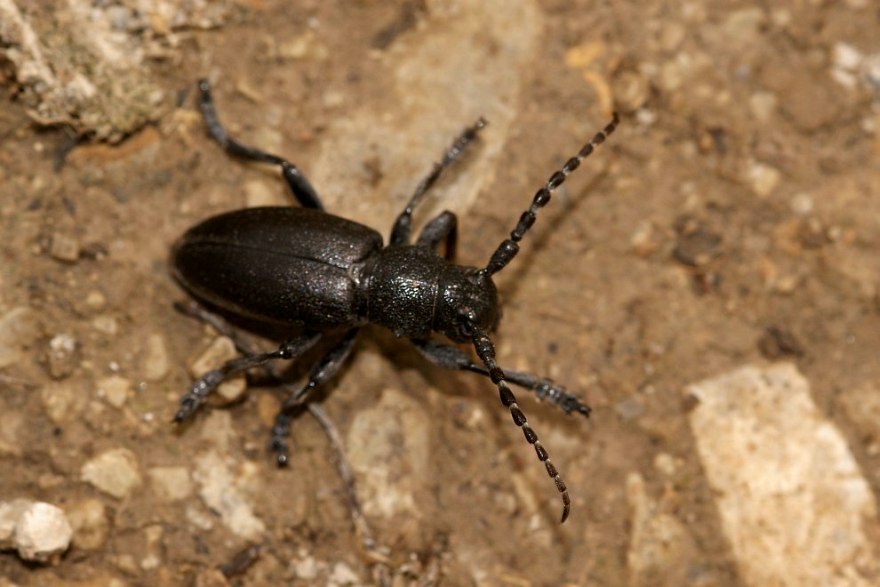 Dorcadion fuliginator var. atrum / Variabler Erdbock (Schwarzer Erdbock) / Bockkäfer - Cerambycidae - Lamininae