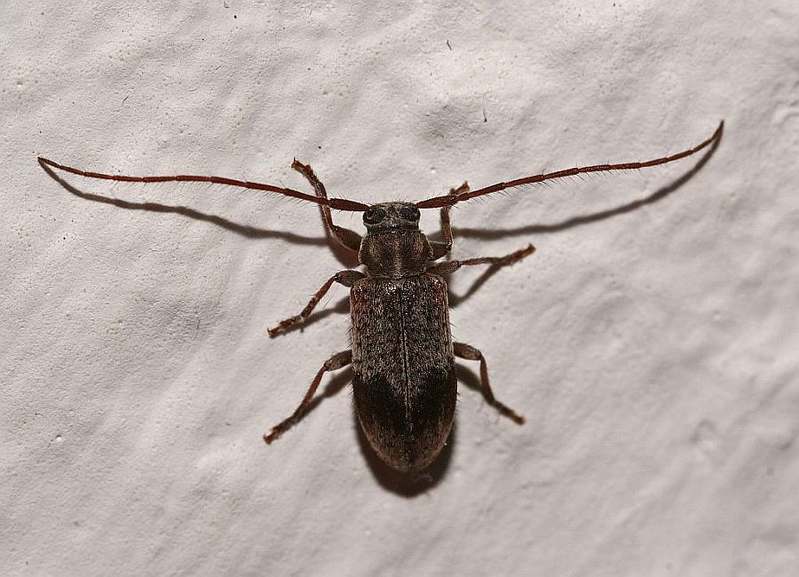 Exocentrus punctipennis / Rüstern-Wimpernhornbock / Bockkäfer - Cerambycidae - Lamiinae