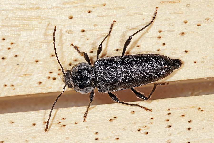 Hylotrupes bajulus / Hausbock / Bockkäfer - Cerambycidae