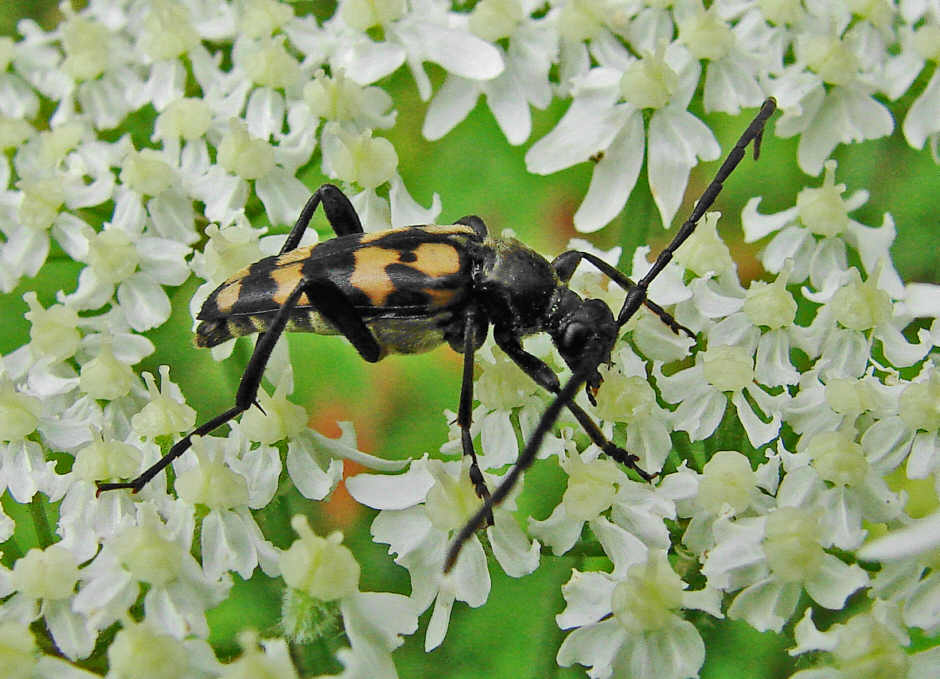Leptura quadrifasciata (syn. Strangalia quadrifasciata) / Vierbindiger Schmalbock / Bockkäfer - Cerambycidae - Lepturinae (Schmalböcke)