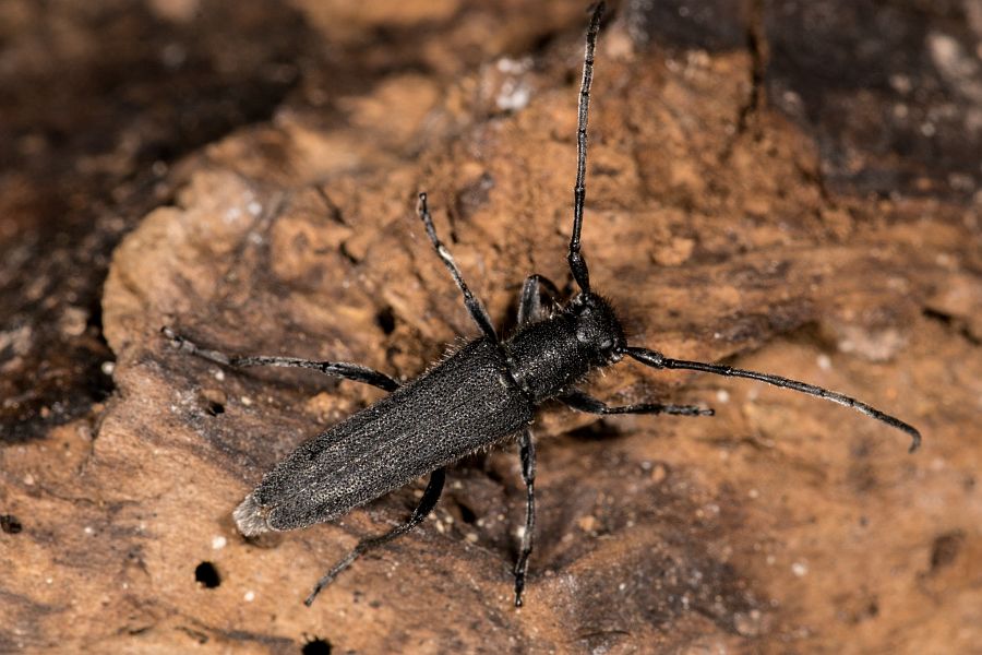 Opsilia coerulescens / Dichtpunktierter Walzenhalsbock / Bockkäfer - Cerambycidae - Lamiinae