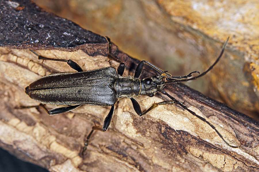 Oxymirus cursor / Schulterbock / Bockkäfer - Cerambycidae - Schmalböcke - Lepturinae