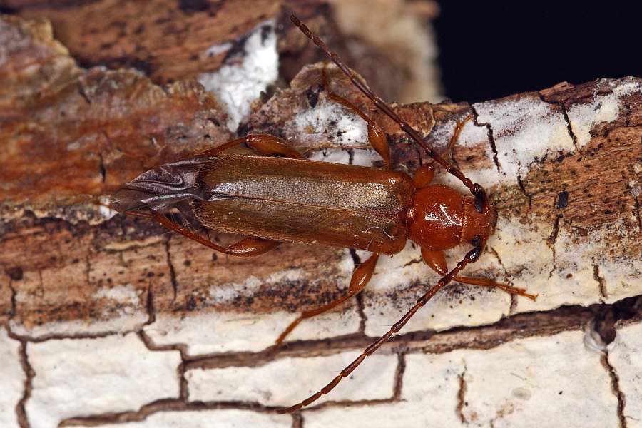 Phymatodes testaceus / Veränderlicher Scheibenbock / Variabler Schönbock / Bockkäfer - Cerambycidae - Cerambycinae