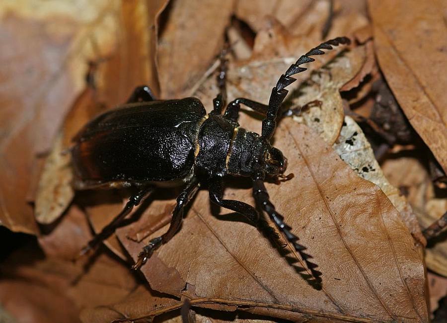 Prionus coriarius / Sägebock / Bockkäfer - Cerambycidae - Prioninae