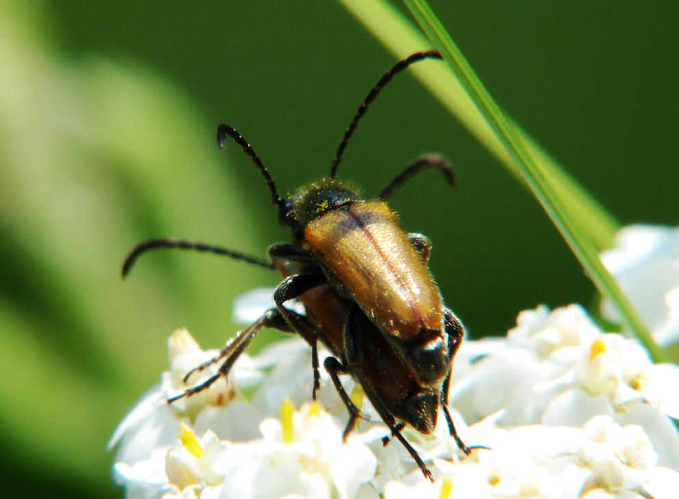 Pseudovadonia livida / Kleiner Halsbock / Familie: Bockkäfer - Cerambycidae / Schmalböcke - Lepturinae