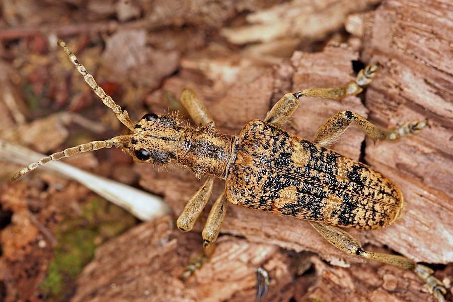Rhagium sycophanta / Eichen-Zangenbock / Bockkäfer - Cerambycidae - Lepturinae