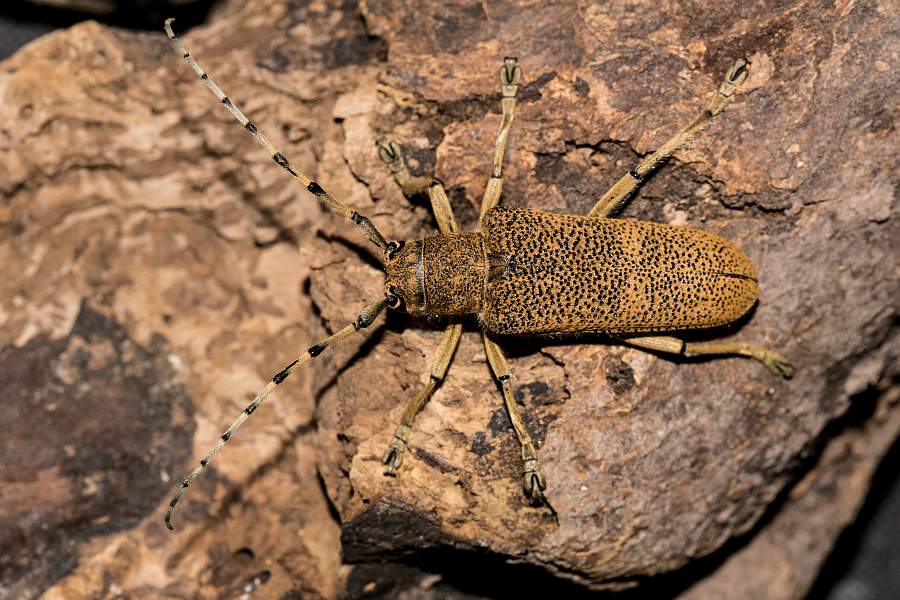 Saperda carcharias / Großer Pappelbock / Bockkäfer - Cerambycidae - Lamiinae