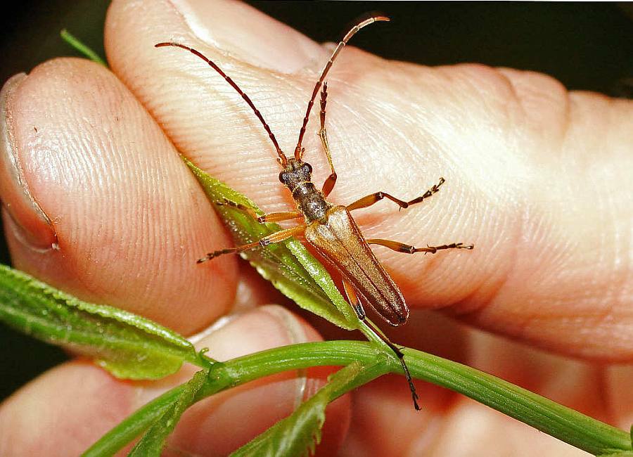Stenocorus meridianus - Variabler Stubbenbock / Bockkäfer - Cerambycidae - Lepturinae