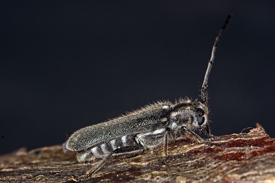 Stenostola dubia / Metallfarbener Lindenbock / Bockkäfer - Cerambycidae - Lamiinae