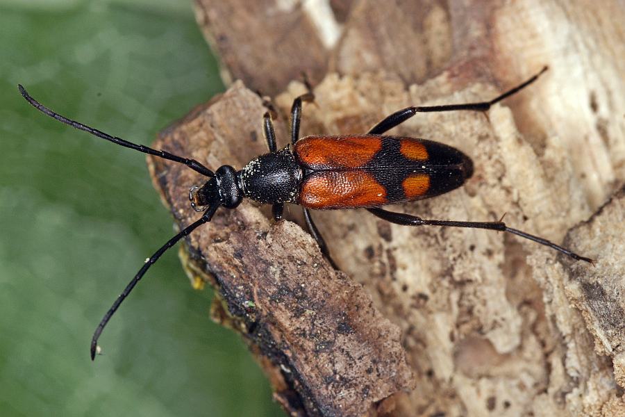 Stenurella bifasciata / Zweibindiger Schmalbock (syn. Strangalia bifasciata) / Bockkäfer - Cerambycidae - Lepturinae - Schmalböcke