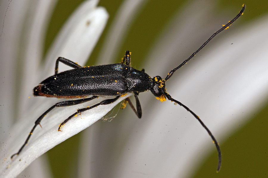 Stenurella nigra / Schwarzer Schmalbock / Bockkäfer - Cerambycidae - Lepturinae - Schmalböcke