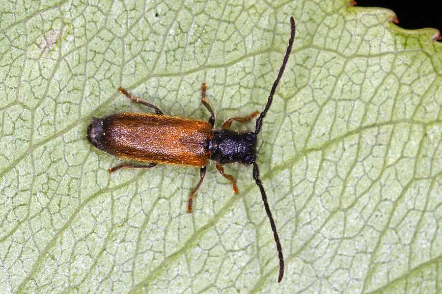 Tetrops praeustus / Gelber Pflaumenbock / Bockkäfer - Cerambycidae - Lamiinae