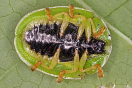 Cassida viridis / Grüner Schildkäfer / Blattkäfer - Chrysomelidae - Cassidinae