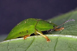 Cassida viridis / Grüner Schildkäfer / Blattkäfer - Chrysomelidae - Cassidinae
