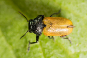 Labidostomis longimana / Langarm-Ameisenblattkfer / Blattkfer - Chrysomelidae - Cryptocephalinae