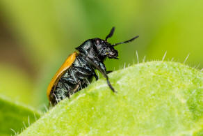 Labidostomis longimana / Langarm-Ameisenblattkfer / Blattkfer - Chrysomelidae - Cryptocephalinae