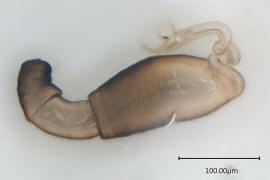Longitarsus luridus / Spermathek / Hahnenfuß-Erdfloh