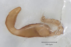 Longitarsus tabidus / Spermathek