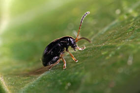 Longitarsus anchusae / Schwarzer Beinwell-Erdfloh / Blattkäfer - Chrysomelidae - Alticinae