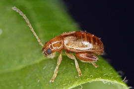 Longitarsus pellucidus / Rotbeiniger Ackerwinden-Erdfloh / Blattkäfer - Chrysomelidae - Halticinae