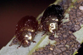 Phratora vitellinae / Kleiner Weidenblattkäfer / Blattkäfer - Chrysomelidae