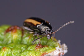 Phyllotreta vittula / Gersten-Flohkfer / Blattkfer - Chrysomelidae