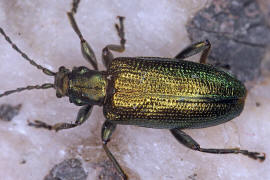 Plateumaris sericea / Seidiger Rohrkäfer / Blattkäfer - Chrysomelidae - Donaciinae