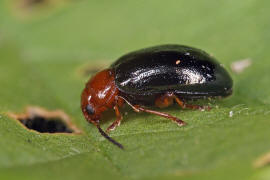 Podagrica fuscicornis / Gewöhnlicher Malven-Erdfloh / Blattkäfer - Chrysomelidae - Alticinae