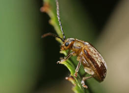 Pyrrhalta viburni / Schneeball-Blattkäfer / Blattkäfer - Chrysomelidae - Galerucinae