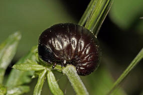 Timarcha goettingensis / Kleiner Tatzenkäfer (Larve) / Blattkäfer - Chrysomelidae - Chrysomelinae