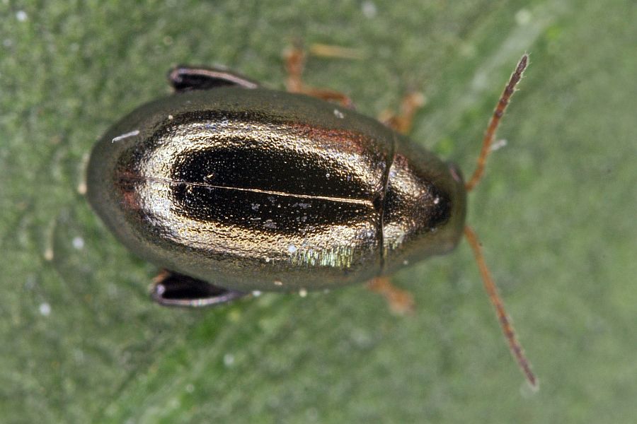 Dibolia rugulosa / Ziest-Flohkäfer / Blattkäfer - Chrysomelidae - Halticinae