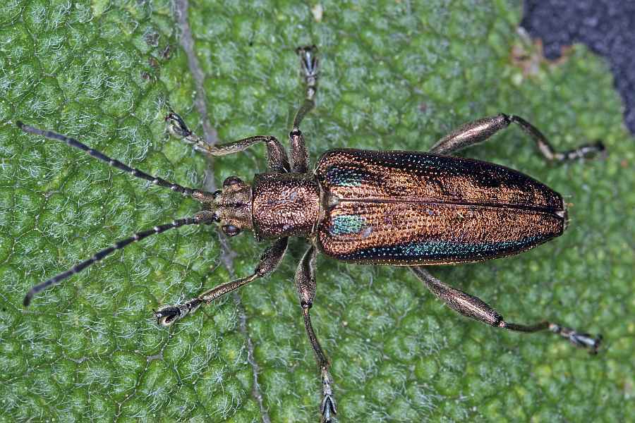 Donacia marginata / Keulenfüßiger Rohrkäfer / Blattkäfer - Chrysomelidae - Donaciinae