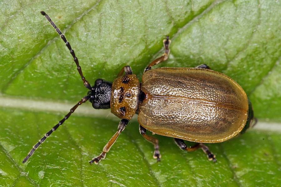 Lochmaea capreae / Braungelber Weidenblattkäfer / Blattkäfer - Chrysomelidae - Galerucinae