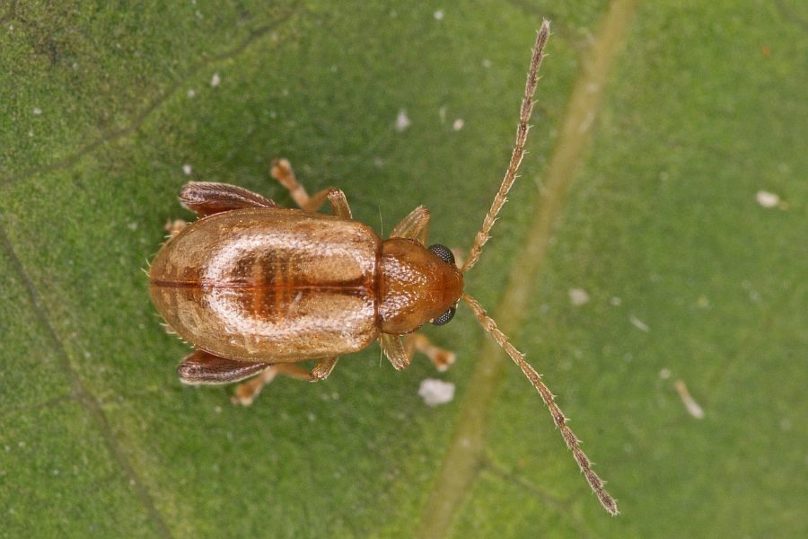 Longitarsus pellucidus / Rotbeiniger Ackerwinden-Erdfloh / Blattkäfer - Chrysomelidae - Halticinae
