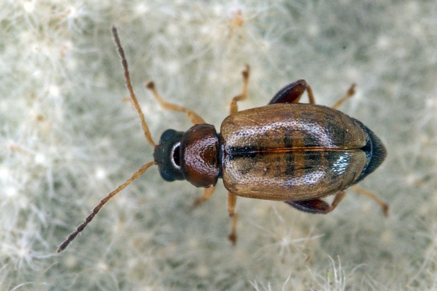 Longitarsus pratensis / Rotgelber Spitzwegerich-Erdfloh / Blattkäfer - Chrysomelidae - Halticinae