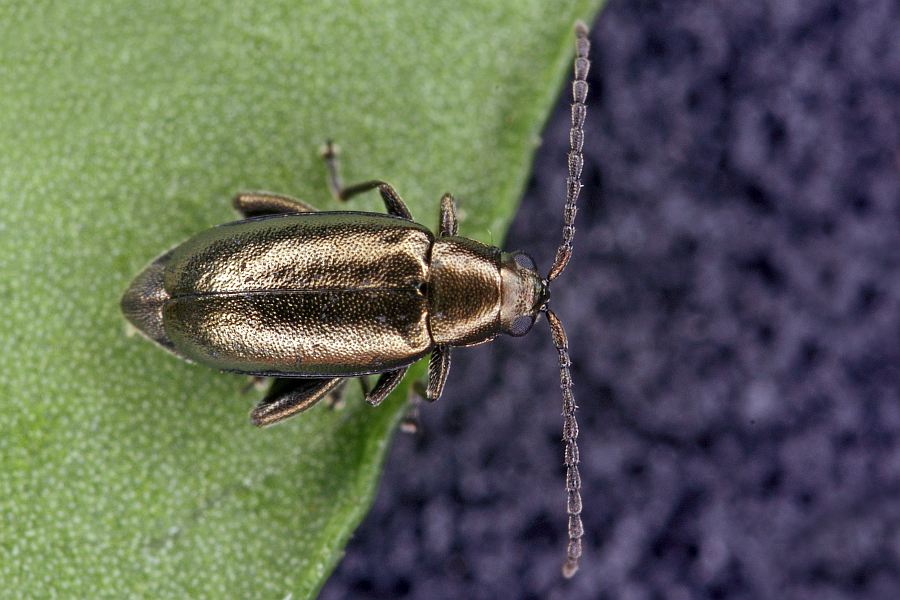 Phyllotreta procera / Reseden-Blattflohkäfer / Blattkäfer - Chrysomelidae