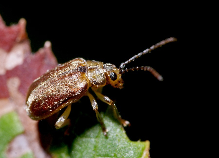 Pyrrhalta viburni / Schneeball-Blattkäfer / Blattkäfer - Chrysomelidae - Galerucinae