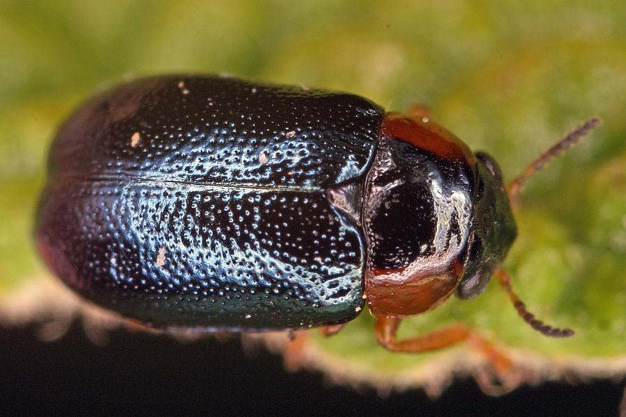 Smaragdina affinis (syn. Gynandrophthalma affinis) / Hasel-Smaragdblattkäfer / Blattkäfer - Chrysomelidae - Clytrinae